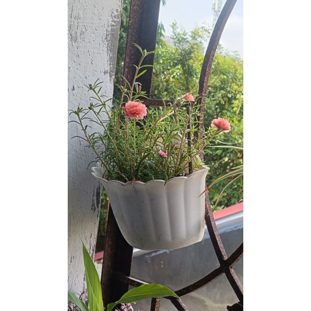 Pekanbaru Tanaman Hidup Dalam Pot Gantung / Dijual Dengan Pot  Bunga Gantung