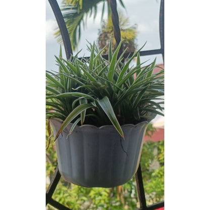Pekanbaru Tanaman Hidup Dalam Pot Gantung / Dijual Dengan Pot  Bunga Gantung
